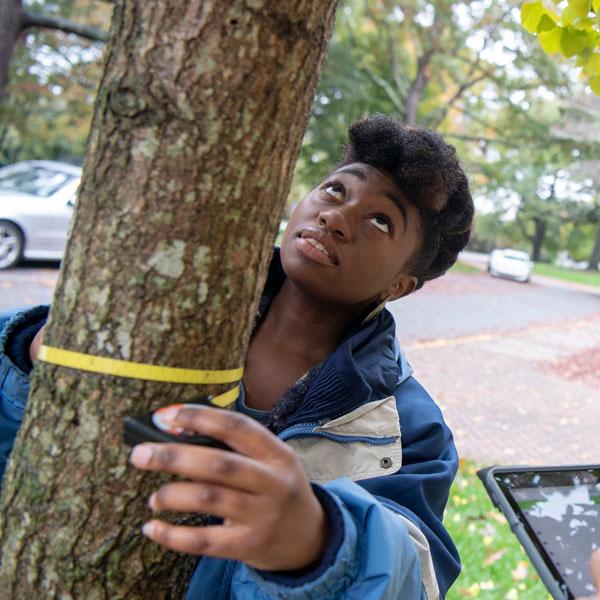 An environmental and sustainability studies student measures the circumference of a tree.